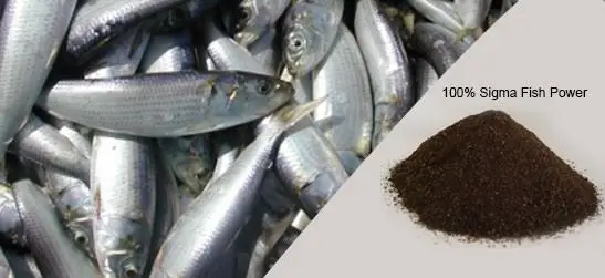 Fish Powder
